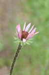 Tennessee purple coneflower